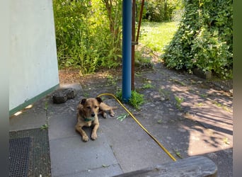 Senior Rudi sucht sein Körbchen