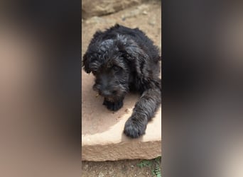 2 putzmuntere Aussiedoodles
