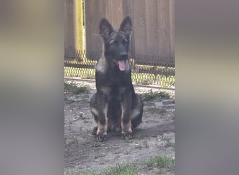 Dunkelgraue Schäferhunde aus Kör-u.Leistungzucht
