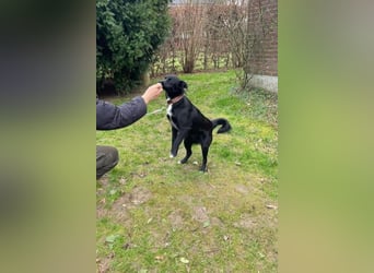 Trudie - Augenstern sucht Kuschelwolke (47839 Krefeld)