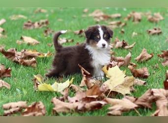 Traumhafte Mini Australian Shepherd Welpen suchen ab sofort ein liebevolles Zuhause