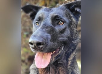 X-Herder Rüde Mac sucht neues Zuhause