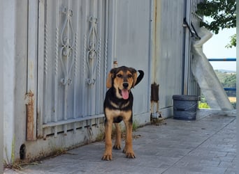 Sammy – kleiner Wirbelwind sucht sein Für-Immer-Zuhause