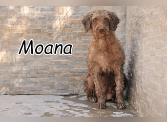 Zeigen Sie Moana wie schön die Blühte eines Lebens sein kann?