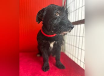 (R) kleiner Herzensbrecher KIKO - 2,5 Jahre, 30cm/8,5kg - Schnauzuer-Mix