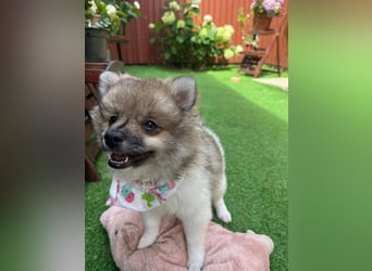 Bonnie SR - Spitz-Prinzessin sucht ihr Für-immer-Zuhause