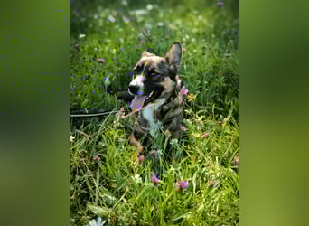 Dietrich sucht ein neues Zuhause !Kein Anfängerhund!