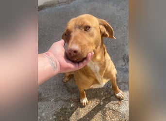 Laika - Vizsla Mix Schönheit sucht ihre Menschen