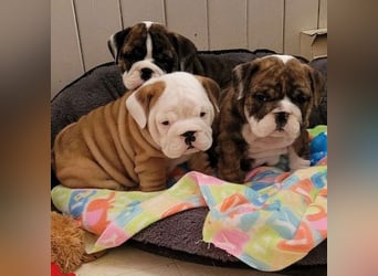 Englische bulldogge   Hündin – geimpft, entwurmt, gechipt, mit EU-Heimtierausweis Englische bulldogge   Hündin – geimpft, entwurmt, gechipt, mit EU-Heimtierausweis