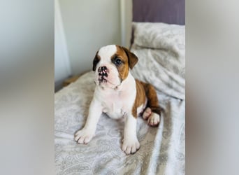 Englische bulldogge   Hündin – geimpft, entwurmt, gechipt, mit EU-Heimtierausweis