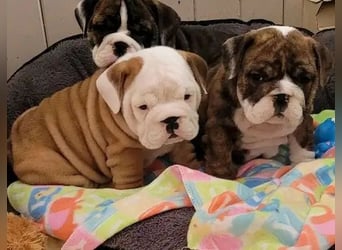 Englische bulldogge   Hündin – geimpft, entwurmt, gechipt, mit EU-Heimtierausweis