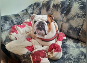 ❤️Shaggy...kleiner, 1J., English Bulldog-Bub sucht die große Liebe❤️