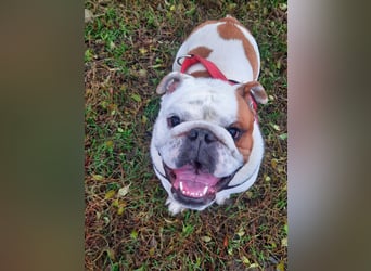 ❤️Shaggy...kleiner, 1J., English Bulldog-Bub sucht die große Liebe❤️