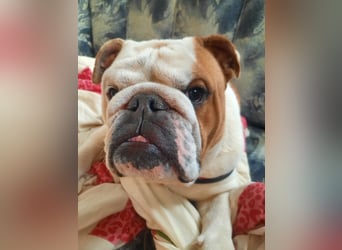 ❤️Shaggy...kleiner, 1J., English Bulldog-Bub sucht die große Liebe❤️