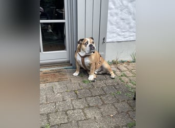 Engl. Bulldogge Hermann lebt auf Pflegestelle, 51766 Engelskirchen Loope