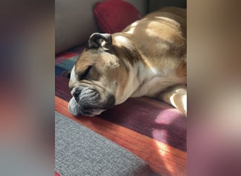 Engl. Bulldogge Hermann lebt auf Pflegestelle, 51766 Engelskirchen Loope