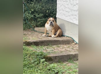 Engl. Bulldogge Hermann lebt auf Pflegestelle, 51766 Engelskirchen Loope