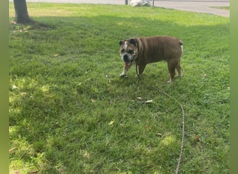 Engl. Bulldogge Hermann lebt auf Pflegestelle, 51766 Engelskirchen Loope
