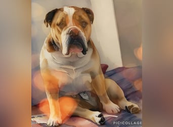 Engl. Bulldogge Hermann lebt auf Pflegestelle, 51766 Engelskirchen Loope
