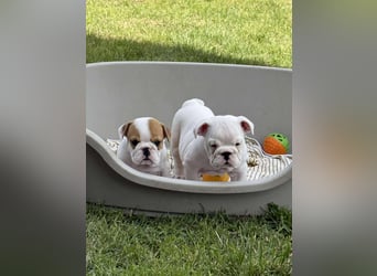 Englischen Bulldogge