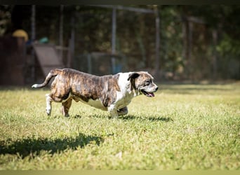 Stevie Wonder BE – ein schüchterner Schatz sucht sein Körbchen