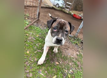 Stevie Wonder BE – ein schüchterner Schatz sucht sein Körbchen