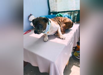 Stevie Wonder BE – ein schüchterner Schatz sucht sein Körbchen