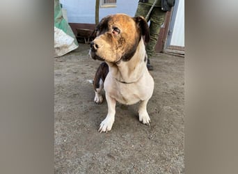 Stevie Wonder BE – ein schüchterner Schatz sucht sein Körbchen