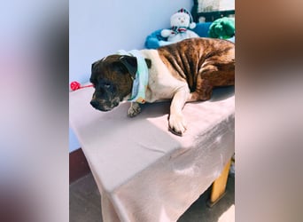 Stevie Wonder BE – ein schüchterner Schatz sucht sein Körbchen