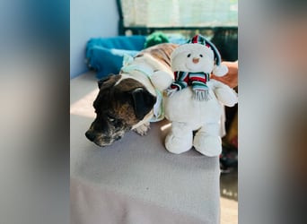 Stevie Wonder BE – ein schüchterner Schatz sucht sein Körbchen