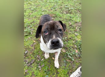 Stevie Wonder BE – ein schüchterner Schatz sucht sein Körbchen