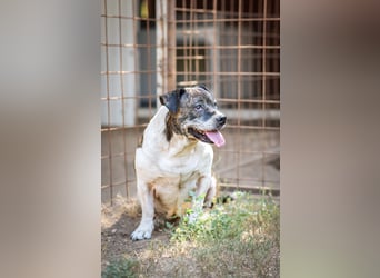 Stevie Wonder BE – ein schüchterner Schatz sucht sein Körbchen