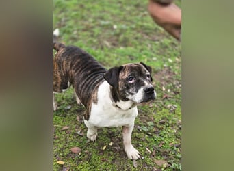 Stevie Wonder BE – ein schüchterner Schatz sucht sein Körbchen