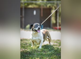 Stevie Wonder BE – ein schüchterner Schatz sucht sein Körbchen
