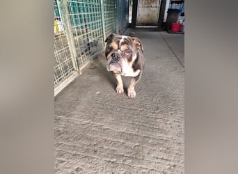 THOMAS - wer  schenkt dem lieben, lustigen und menschenbezogenen Rüden ein tolles Zuhause?