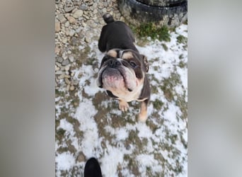 THOMAS - wer  schenkt dem lieben, lustigen und menschenbezogenen Rüden ein tolles Zuhause?