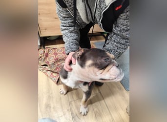 THOMAS - wer  schenkt dem lieben, lustigen und menschenbezogenen Rüden ein tolles Zuhause?