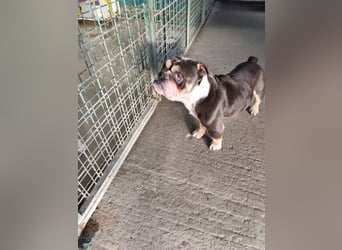 THOMAS - wer  schenkt dem lieben, lustigen und menschenbezogenen Rüden ein tolles Zuhause?