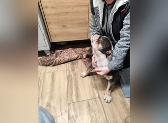 THOMAS - wer  schenkt dem lieben, lustigen und menschenbezogenen Rüden ein tolles Zuhause?