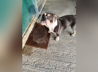 THOMAS - wer  schenkt dem lieben, lustigen und menschenbezogenen Rüden ein tolles Zuhause?