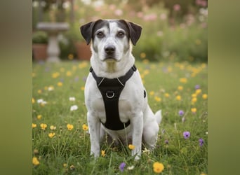 Dona - die wundervolle