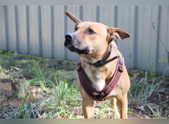 Melba, Schäferhund-Bulldoggenmix, geb. 2023, aktive, liebe Junghündin
