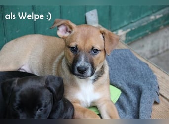 Melba, Schäferhund-Bulldoggenmix, geb. 2023, aktive, liebe Junghündin