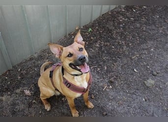 Melba, Schäferhund-Bulldoggenmix, geb. 2023, aktive, liebe Junghündin