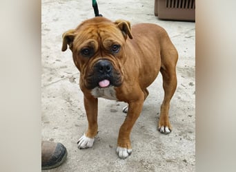 Nirmala KK – liebe Bulldoggenmix-Hündin sucht erfahrenes Zuhause 