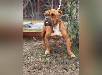 Nirmala KK – liebe Bulldoggenmix-Hündin sucht erfahrenes Zuhause 