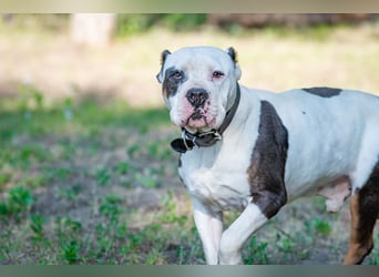 Bruce-DG, sanfter Dickkopf sucht warmes Zuhause!