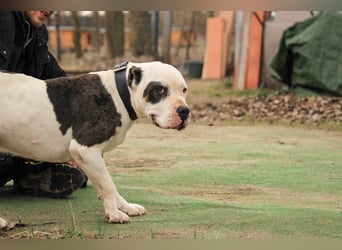 Bruce-DG, sanfter Dickkopf sucht warmes Zuhause!