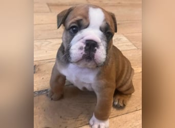 Englische bulldogge   Hündin – geimpft, entwurmt, gechipt, mit EU-Heimtierausweis