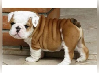Englische Bulldogge Hündin – geimpft, entwurmt, gechipt, mit EU-Heimtierausweis